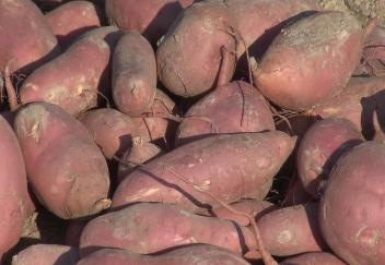 Louisiana sweet potato harvest nearly complete